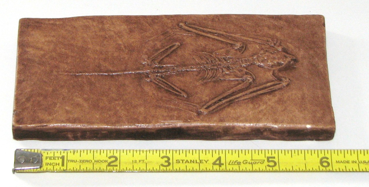 Cenozoic Era Lehigh Valley Museum of Natural History